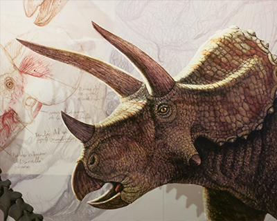 washington dc triceratops natural history museum